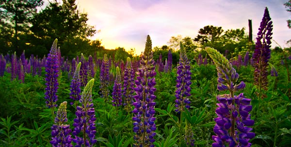 Lupines (c) Cynthia Farr-Weinfeld